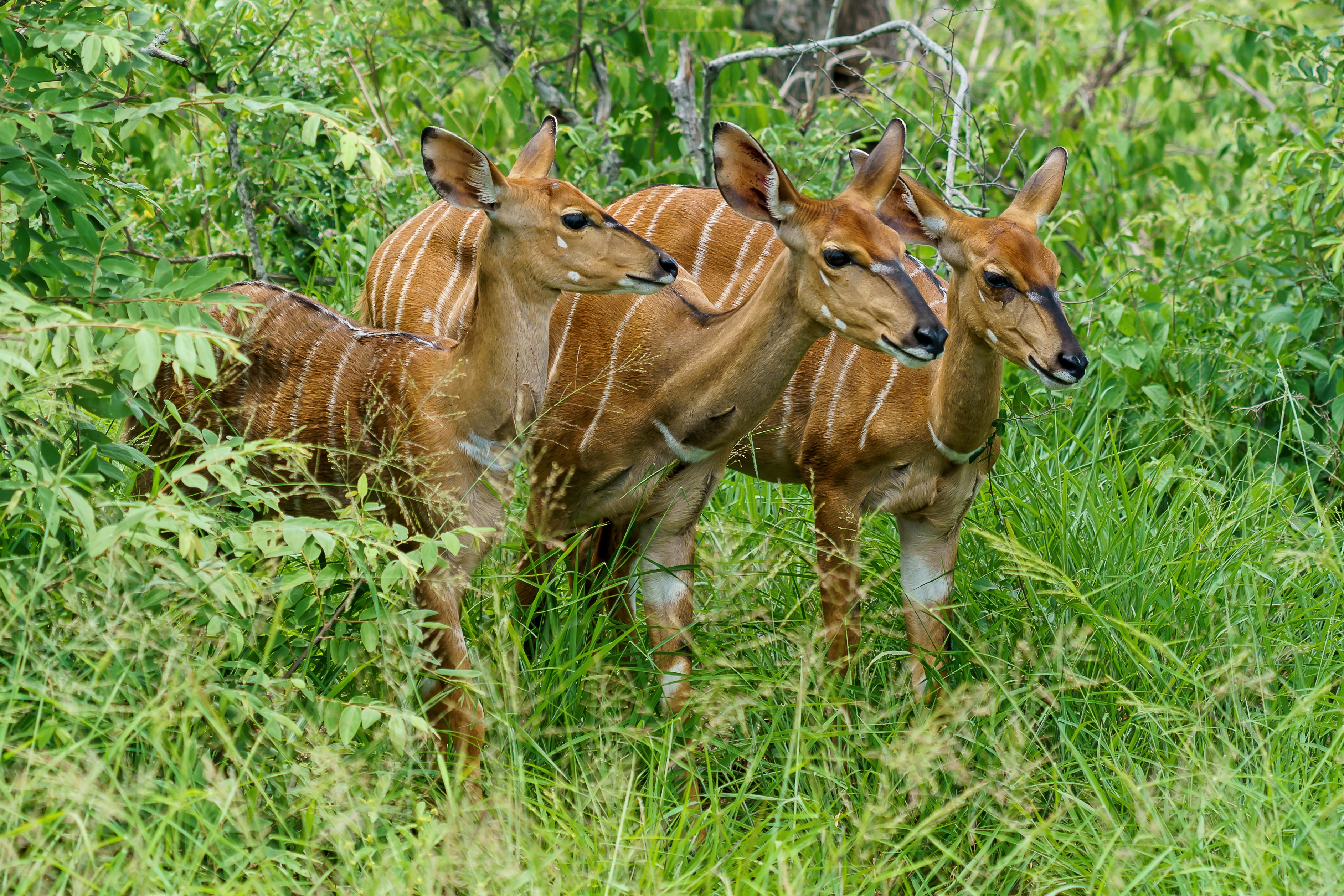 Southern Circuit Explorer Tanzania safari itinerary