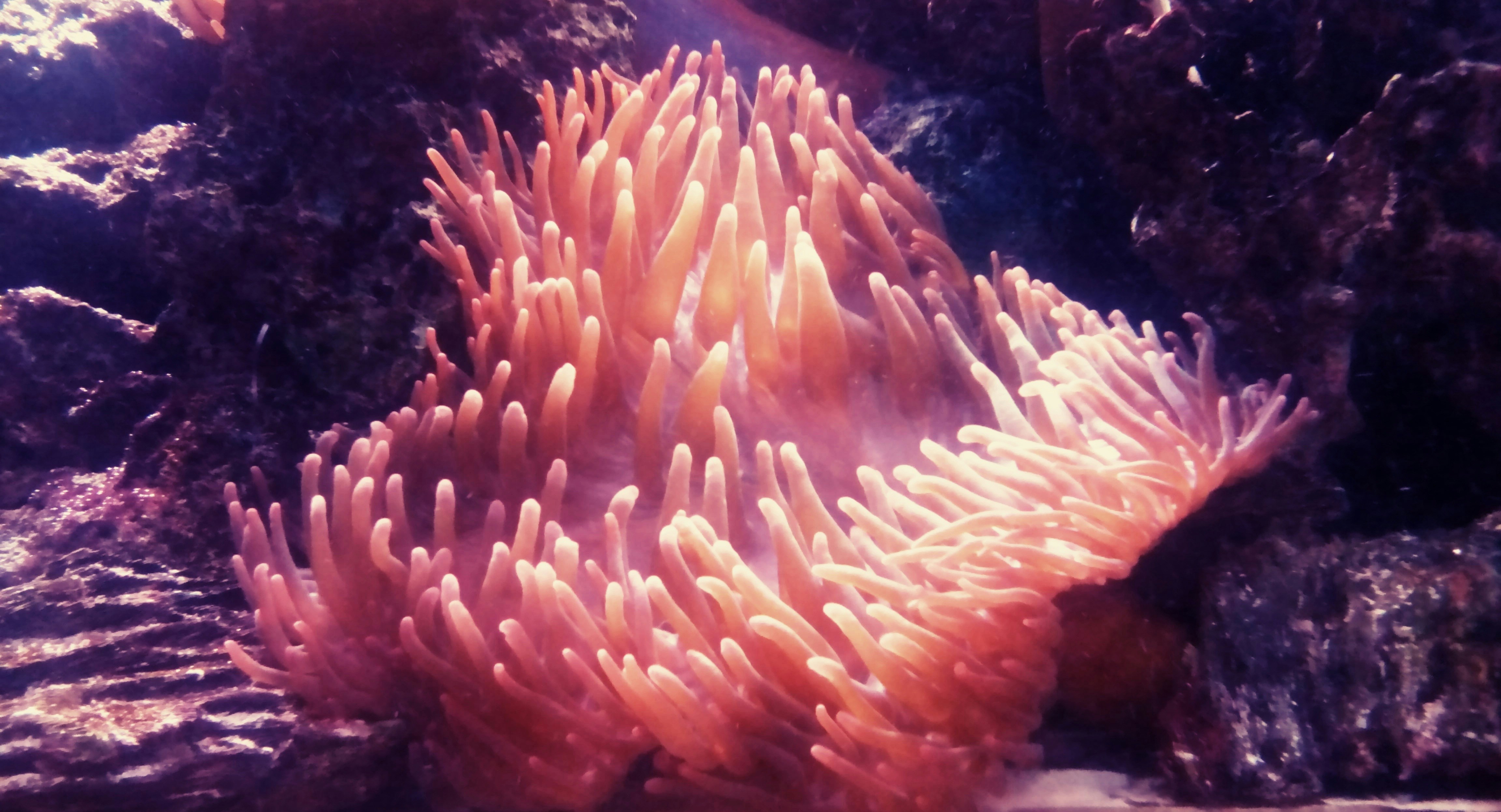 Coral Reef in Zanzibar