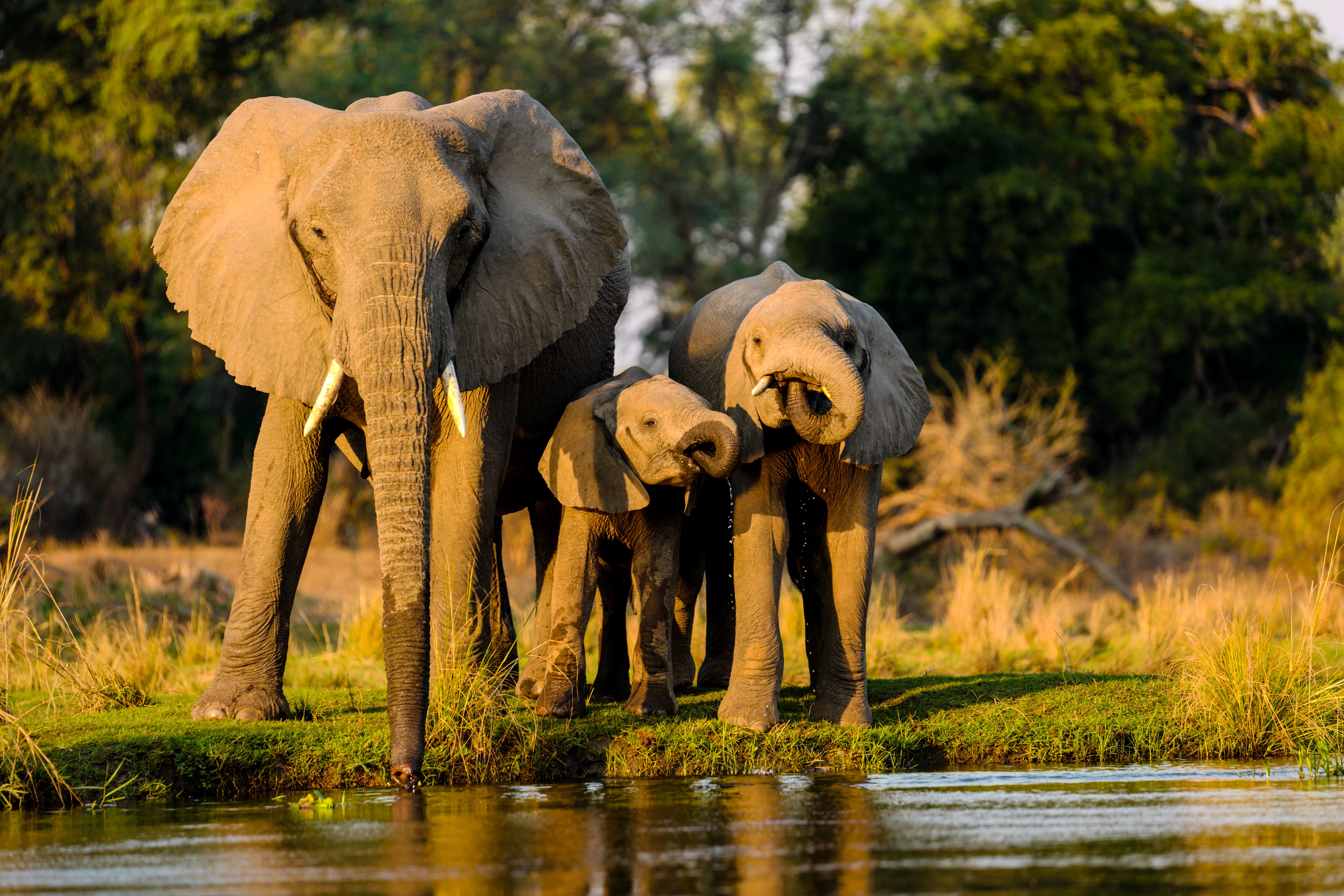 Elephant Herd
