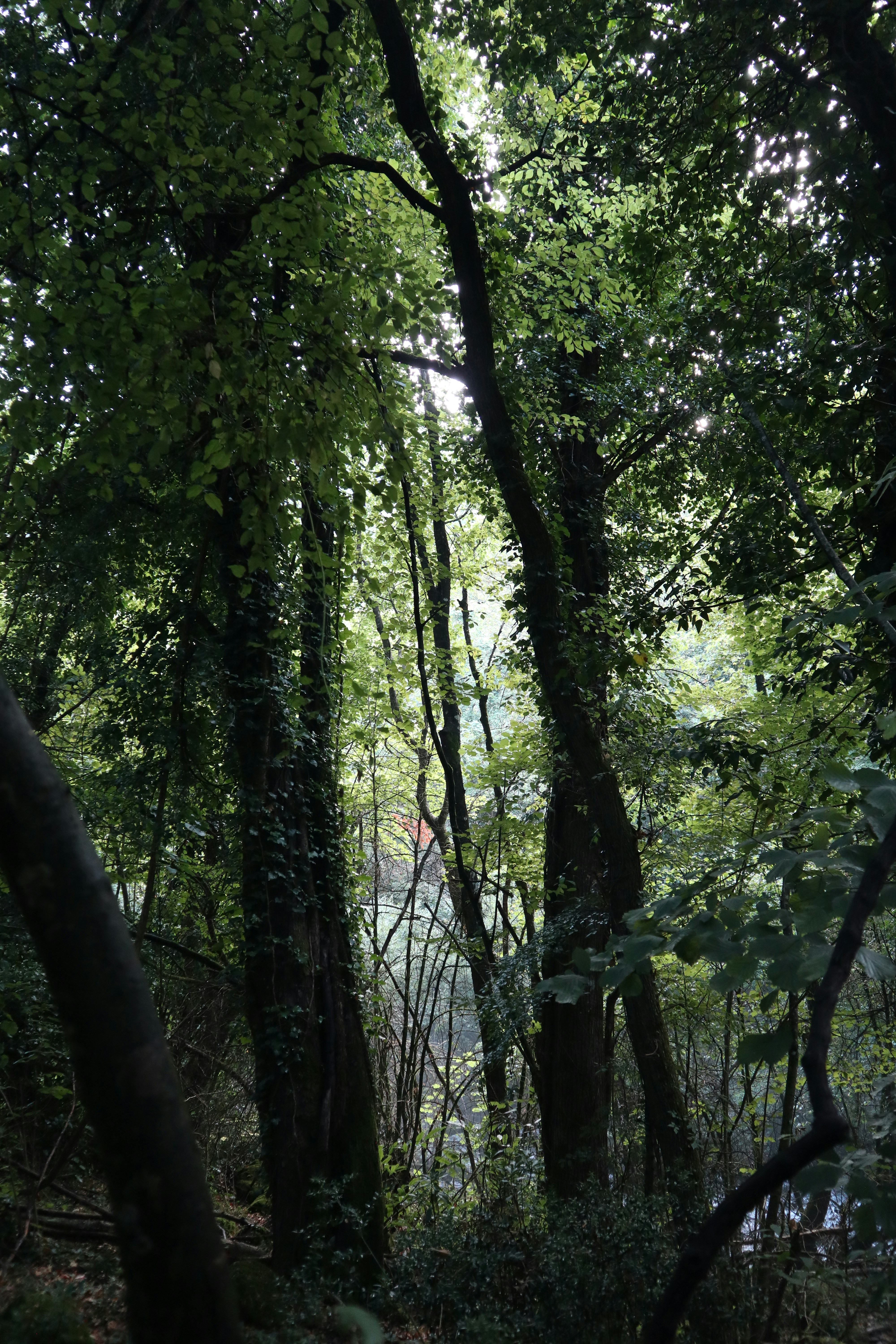 Forest Trail