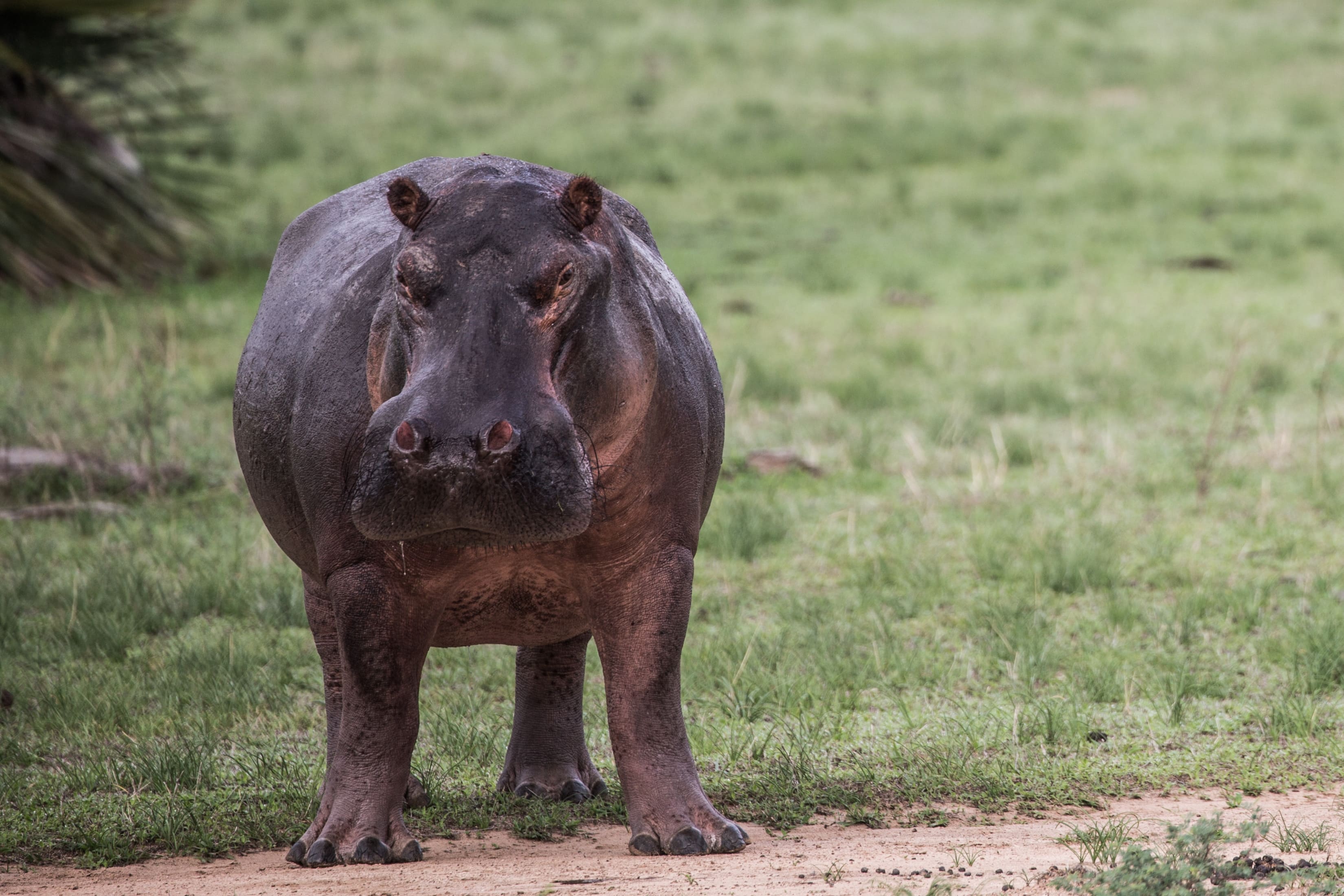 Hippo in Ngorongoro