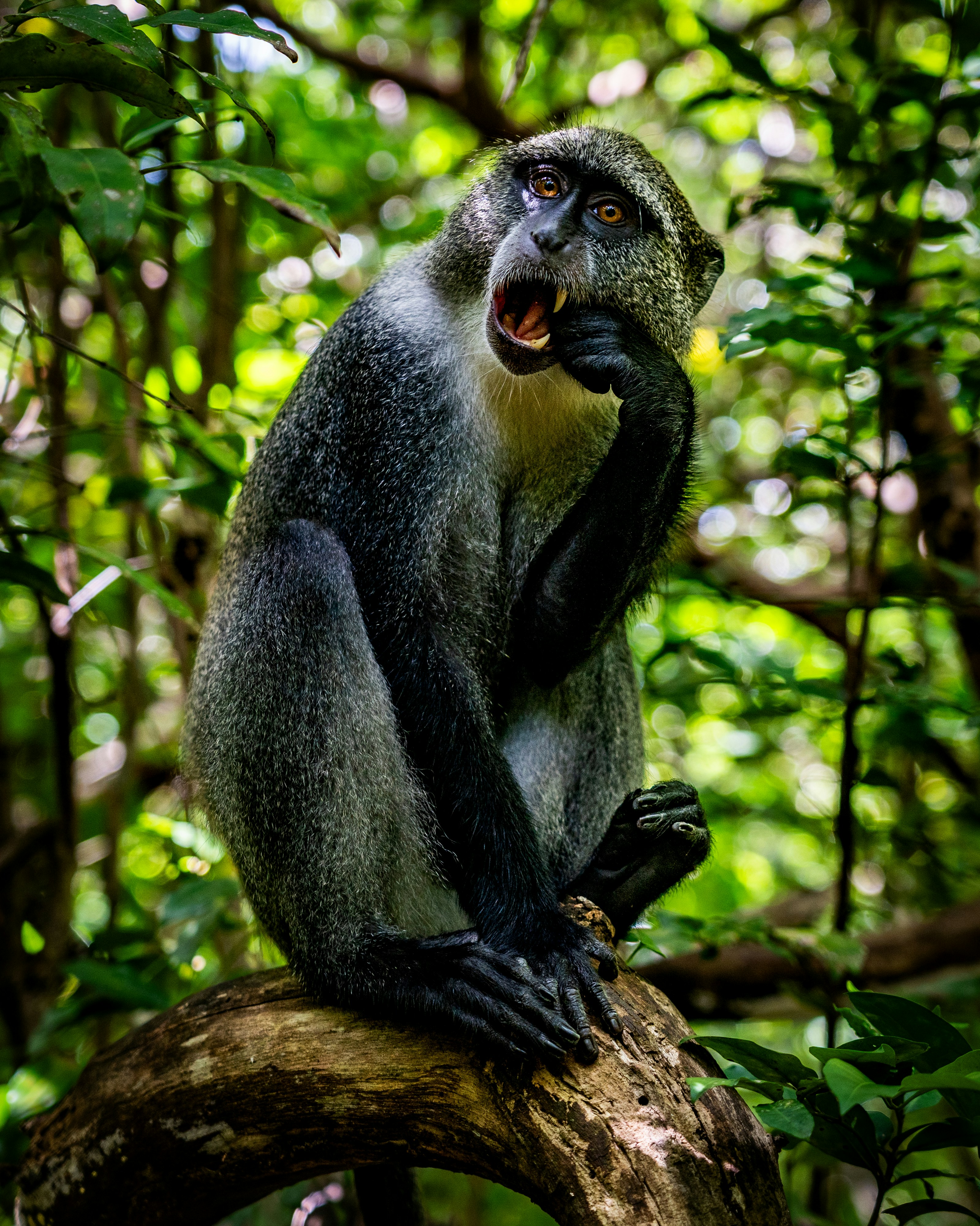 Colobus Monkey on Kilimanjaro