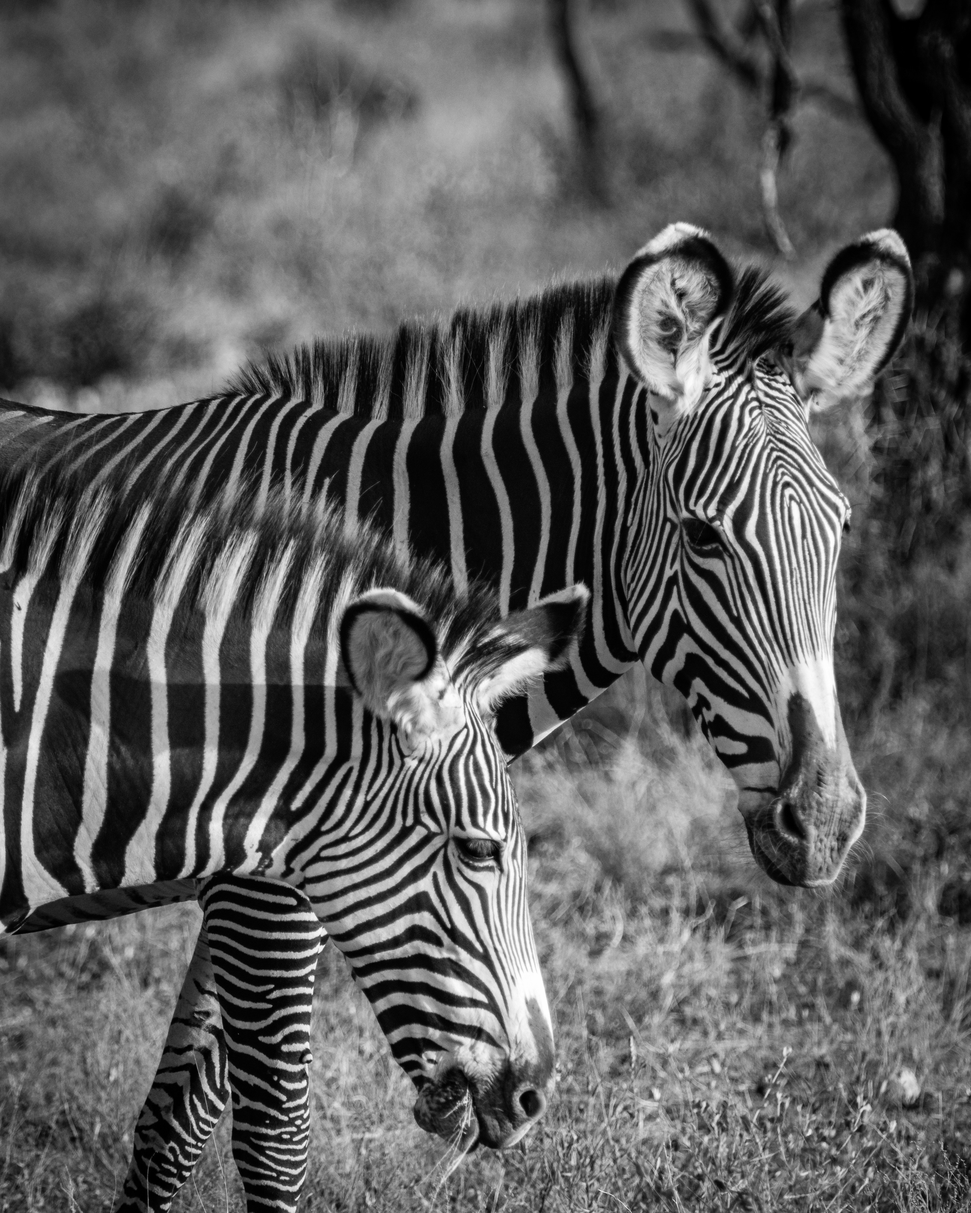 Great Migration Safari Tanzania itinerary