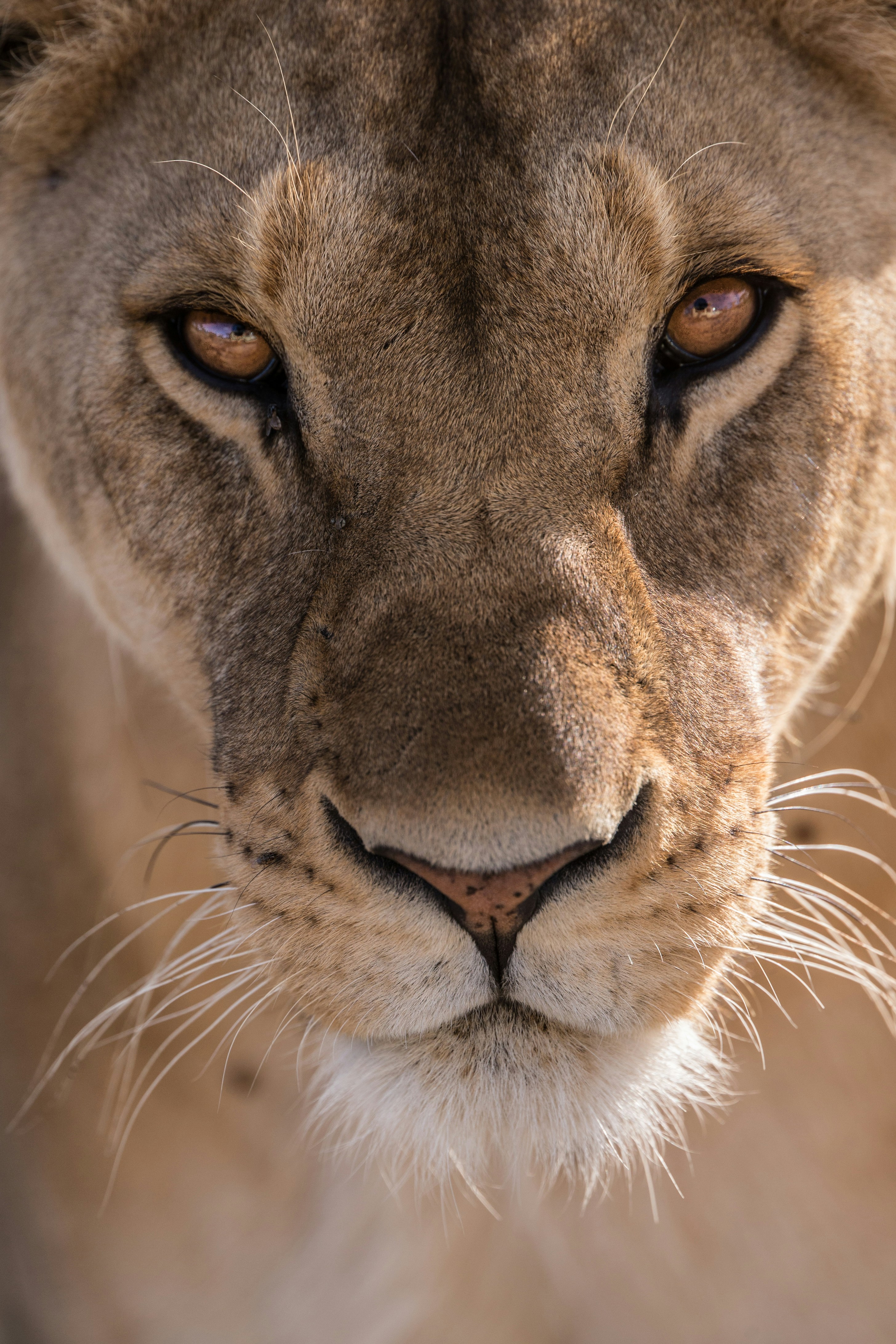 Tanzania safari wildlife Serengeti lion