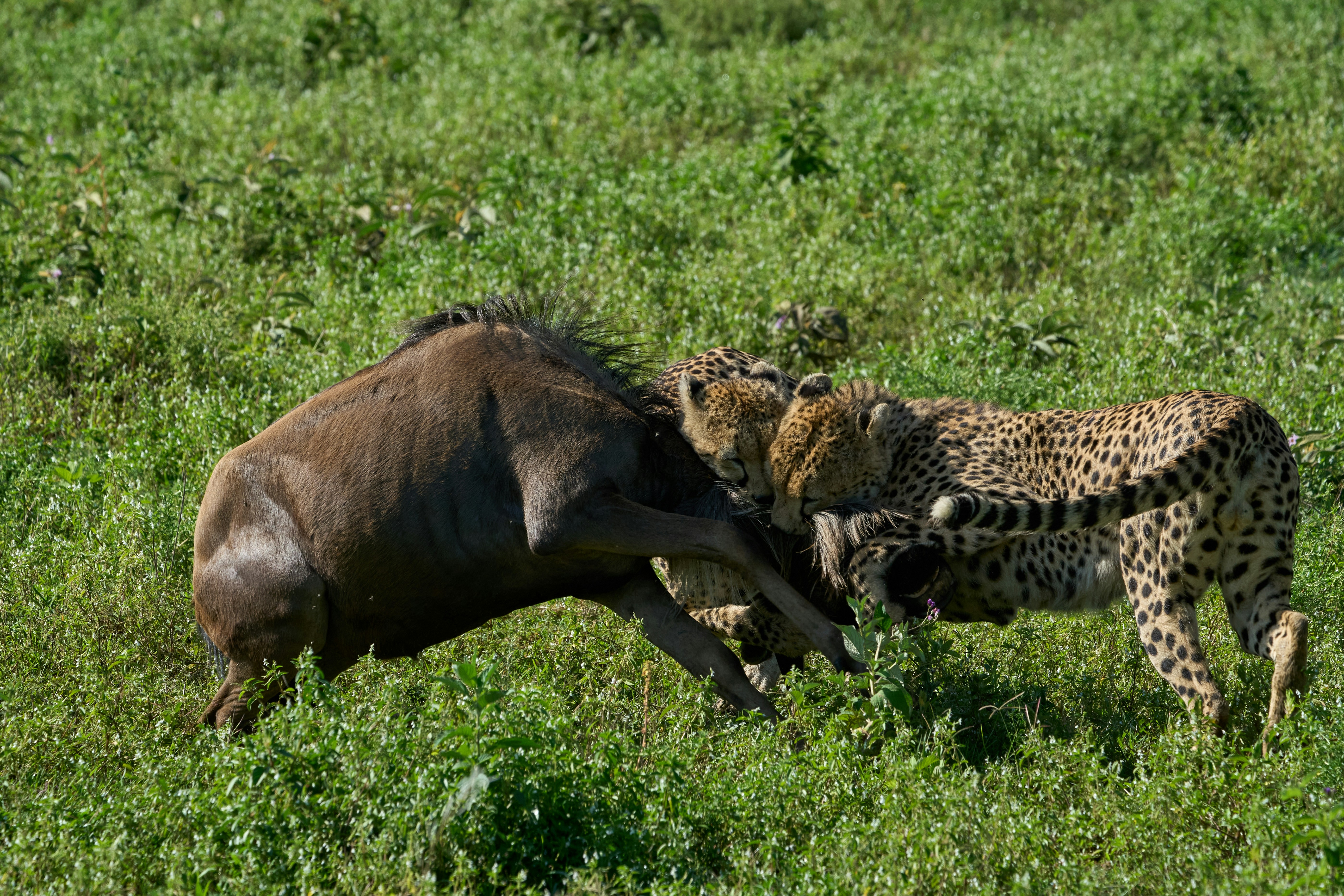 Predators during migration