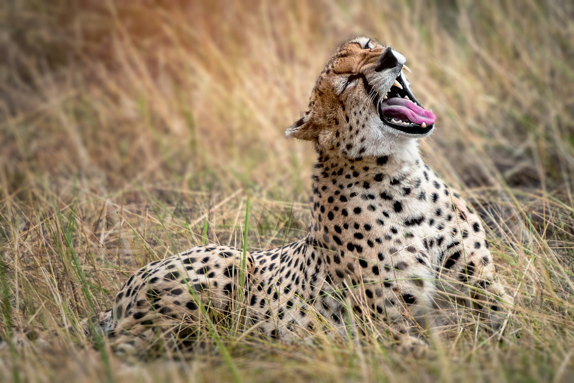 Best time for Tanzania safari Great Migration