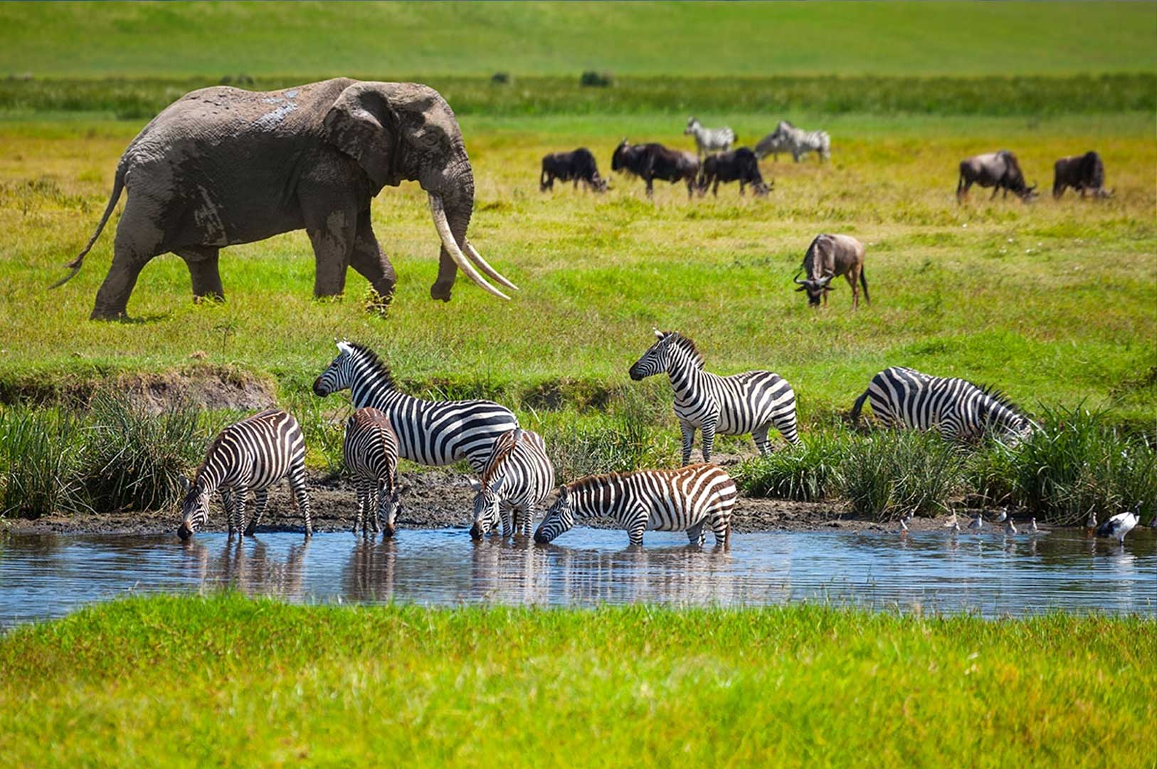 Serengeti wildlife